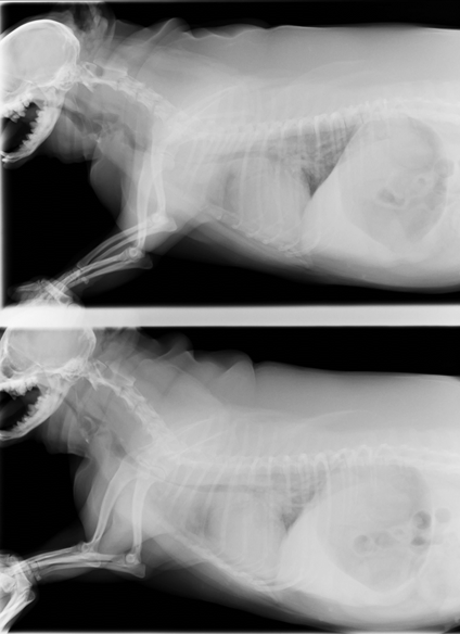 犬の気管虚脱による呼吸困難 手術法 Pllpを用いた気管外プロテーゼ法 大津動物クリニック