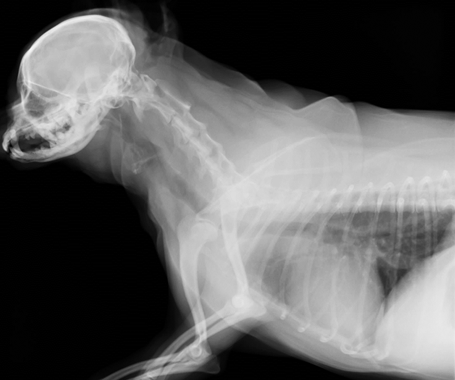 犬の気管虚脱による呼吸困難 手術法 Pllpを用いた気管外プロテーゼ法 大津動物クリニック